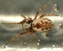Arethyna volucripes - photo 2