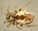 Arethyna volucripes - photo 3