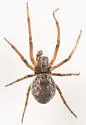 Arethyna volucripes - photo 4
