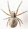 Arethyna volucripes - photo 5