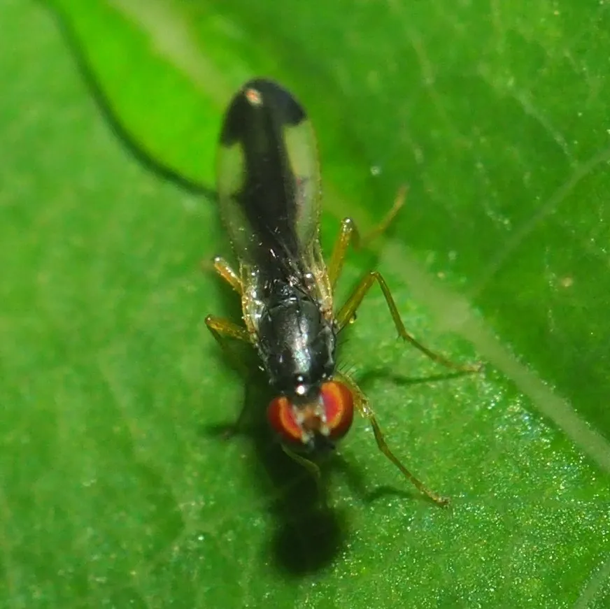 Arganthomyza vittipennis