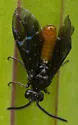 Arge abdominalis