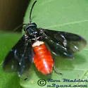 Arge abdominalis - photo 2