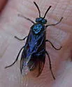 Arge abdominalis - photo 3