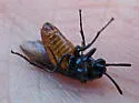 Arge abdominalis - photo 4