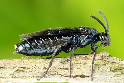 Berberis Sawfly