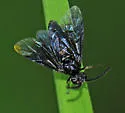 Arge cerulea
