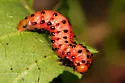 Arge coccinea