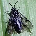 Arge curvaria
