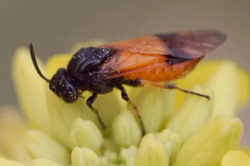 Bramble Sawfly