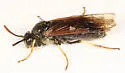 Arge cyra