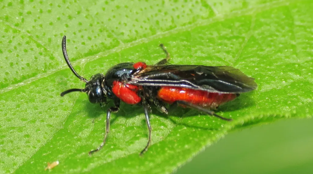 Poison Ivy Sawfly - photo 3