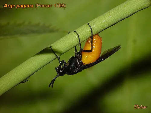 Large Rose Sawfly - photo 2