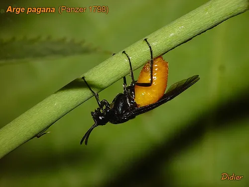 Large Rose Sawfly - photo 3