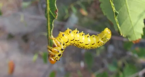 Birch Sawfly - photo 2