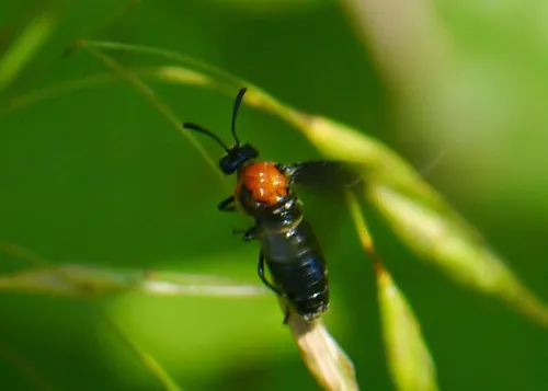 Willow Oak Sawfly - photo 2