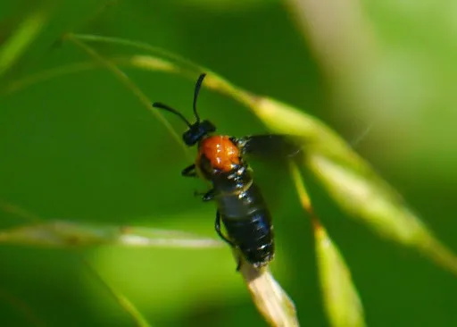 Willow Oak Sawfly - photo 3