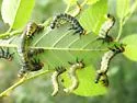 Elm Argid Sawfly - photo 2