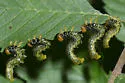Elm Argid Sawfly - photo 3