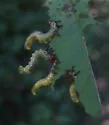 Elm Argid Sawfly - photo 4