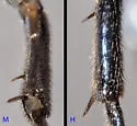 Elm Argid Sawfly - photo 5