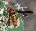 Arge spiculata - photo 2