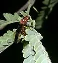 Arge spiculata - photo 3