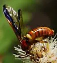 Arge spiculata - photo 4