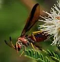 Arge spiculata - photo 5