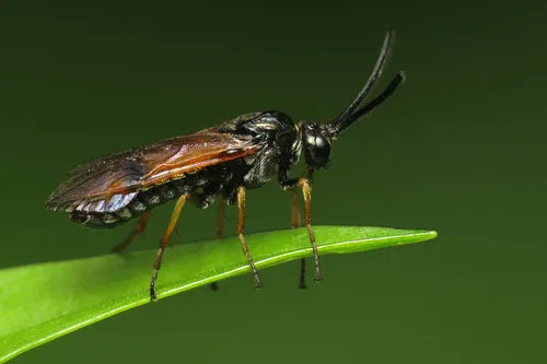 Bronze Fusehorn