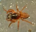 Argenna obesa - Argenna obesa