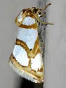 Argentostiria koebelei - Hodges#9779 - photo 2