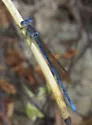 Cerulean Dancer - photo 4