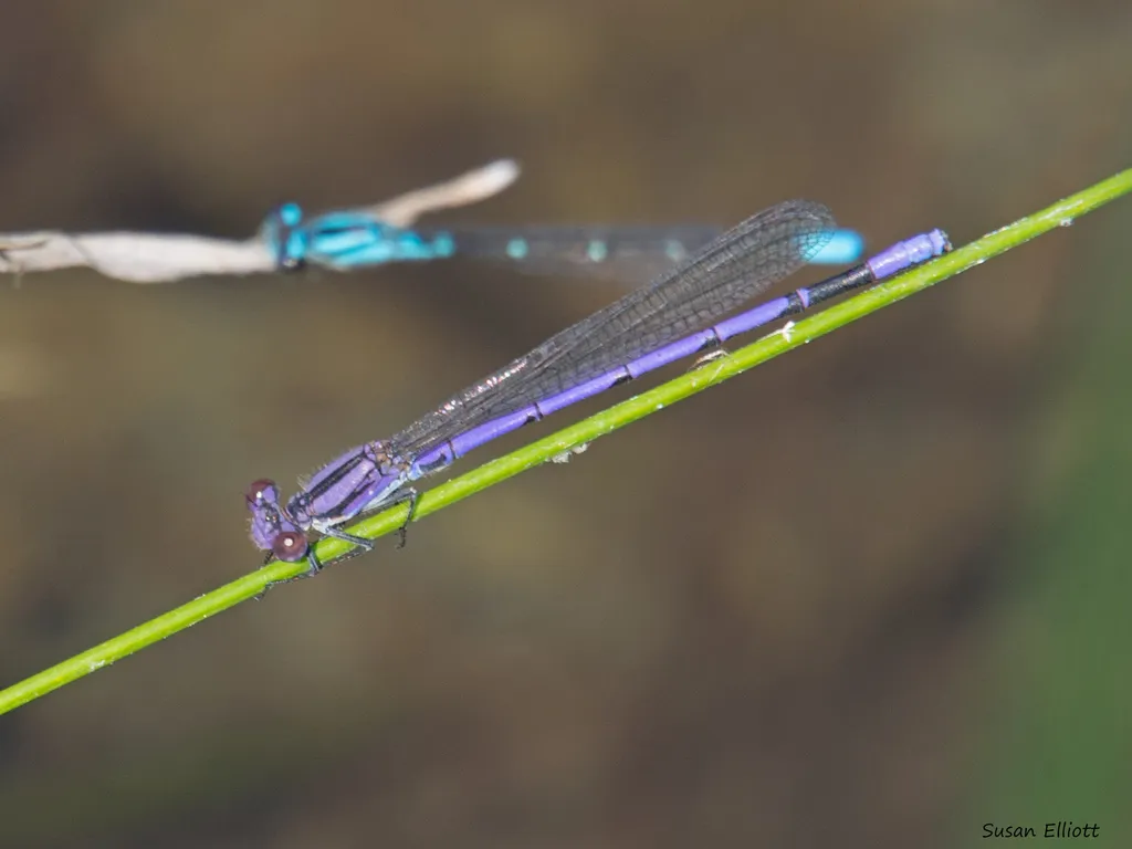 Variable Dancer