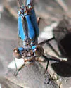 Springwater Dancer - photo 4