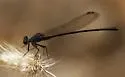 Sooty Dancer - photo 5