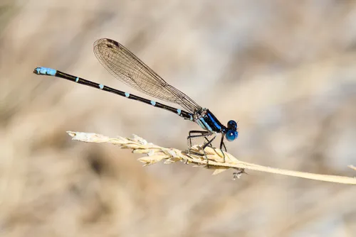 Blue-ringed Dancer