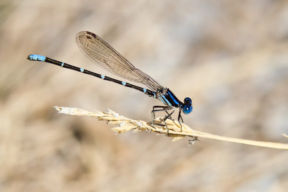 Blue-ringed Dancer - photo 2
