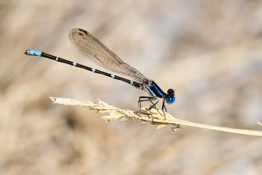 Blue-ringed Dancer - photo 3