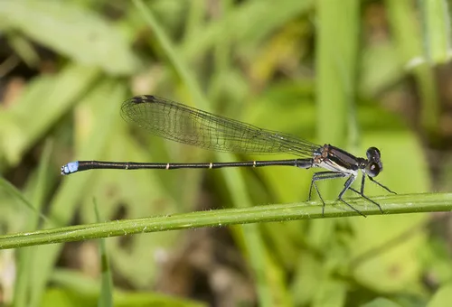 Blue-tipped Dancer - Argia tibialis