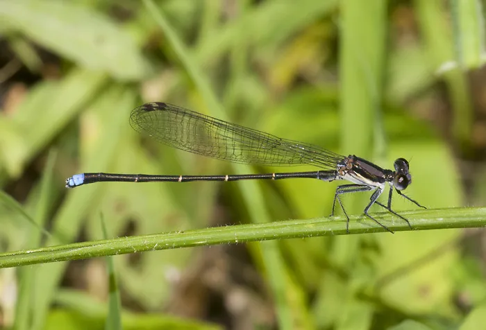 Blue-tipped Dancer - photo 3