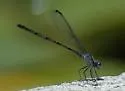 Dusky Dancer