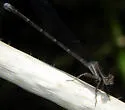 Dusky Dancer - photo 5