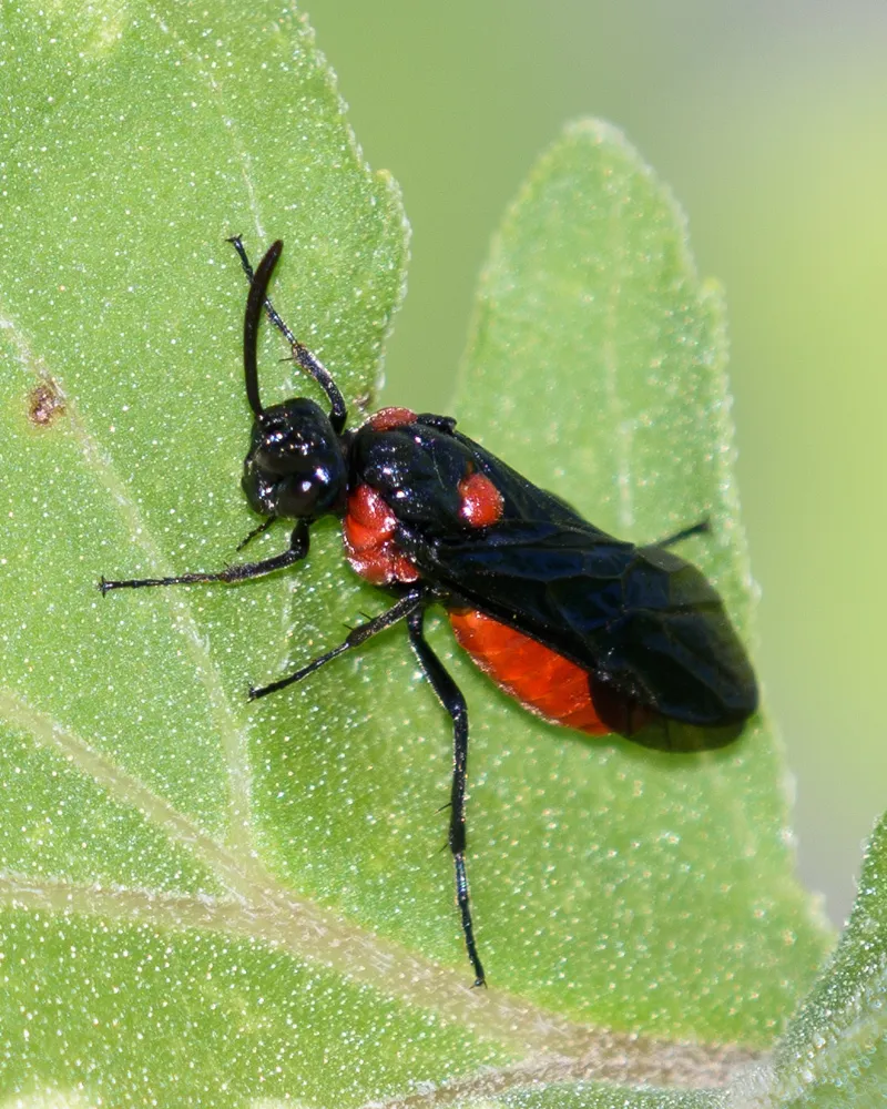 Argid Sawflies - Argidae