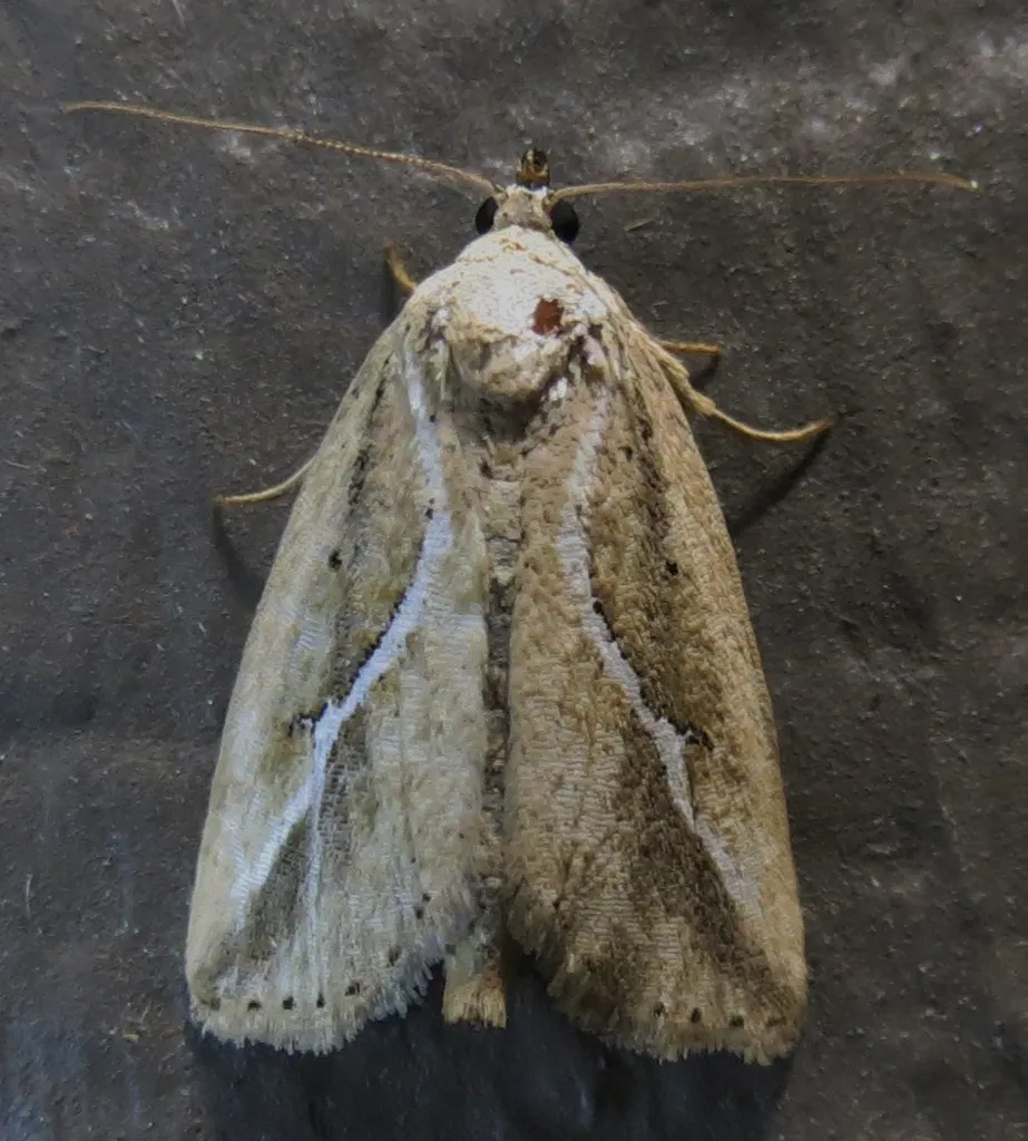 Argillophora furcilla - Hodges#9060 - photo 2