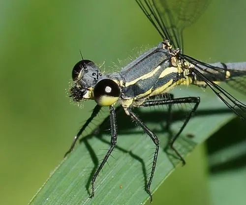 Flatwing Family - Argiolestidae