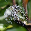 Argiope blanda - photo 2
