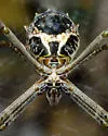 Argiope blanda - photo 3