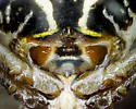 Argiope blanda - photo 4