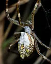 Argiope blanda - photo 5